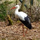 der Storch