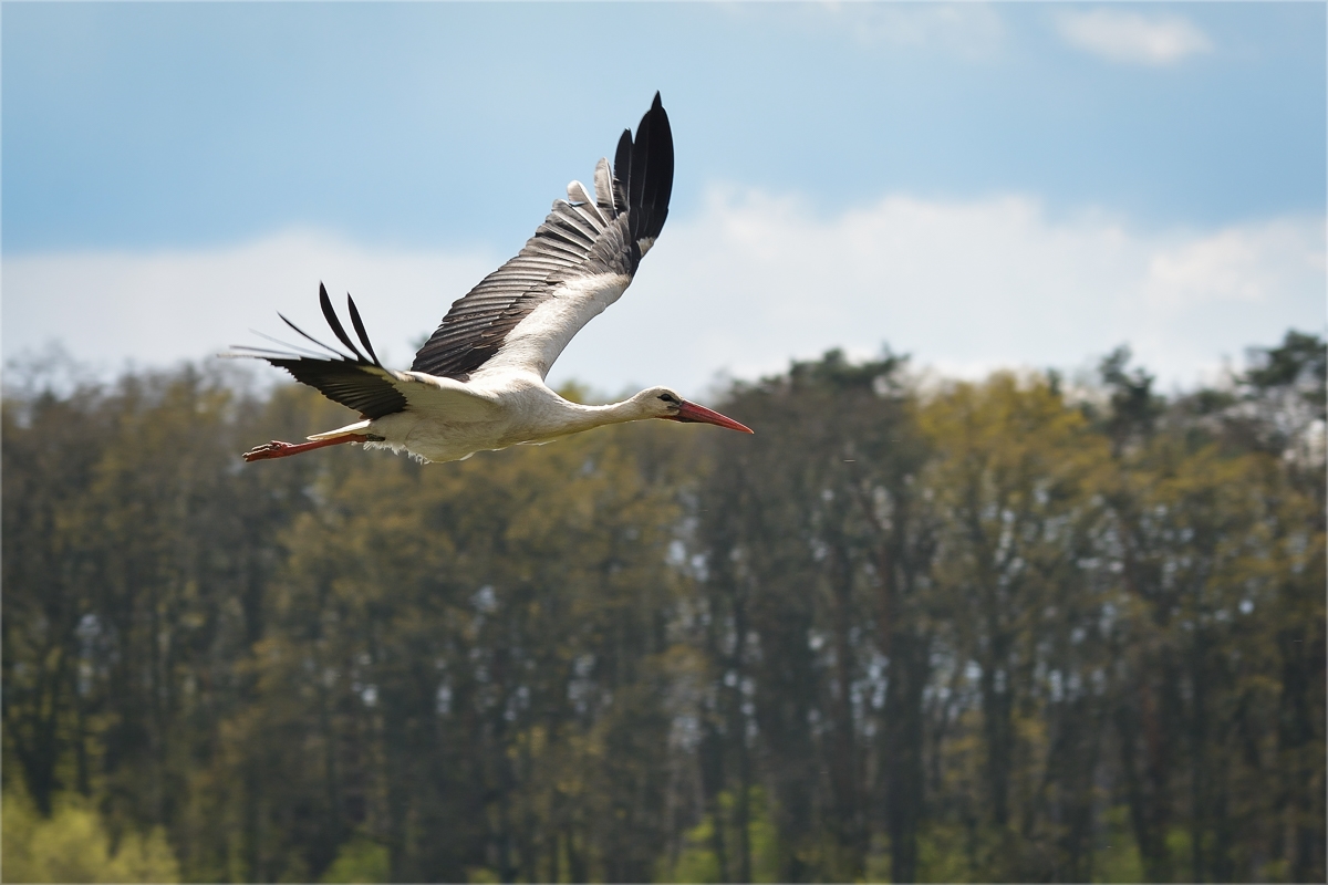 Der Storch