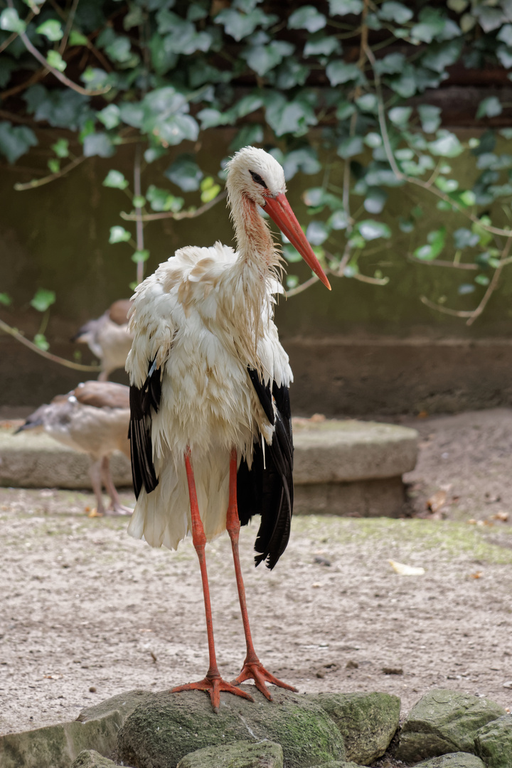 Der Storch 