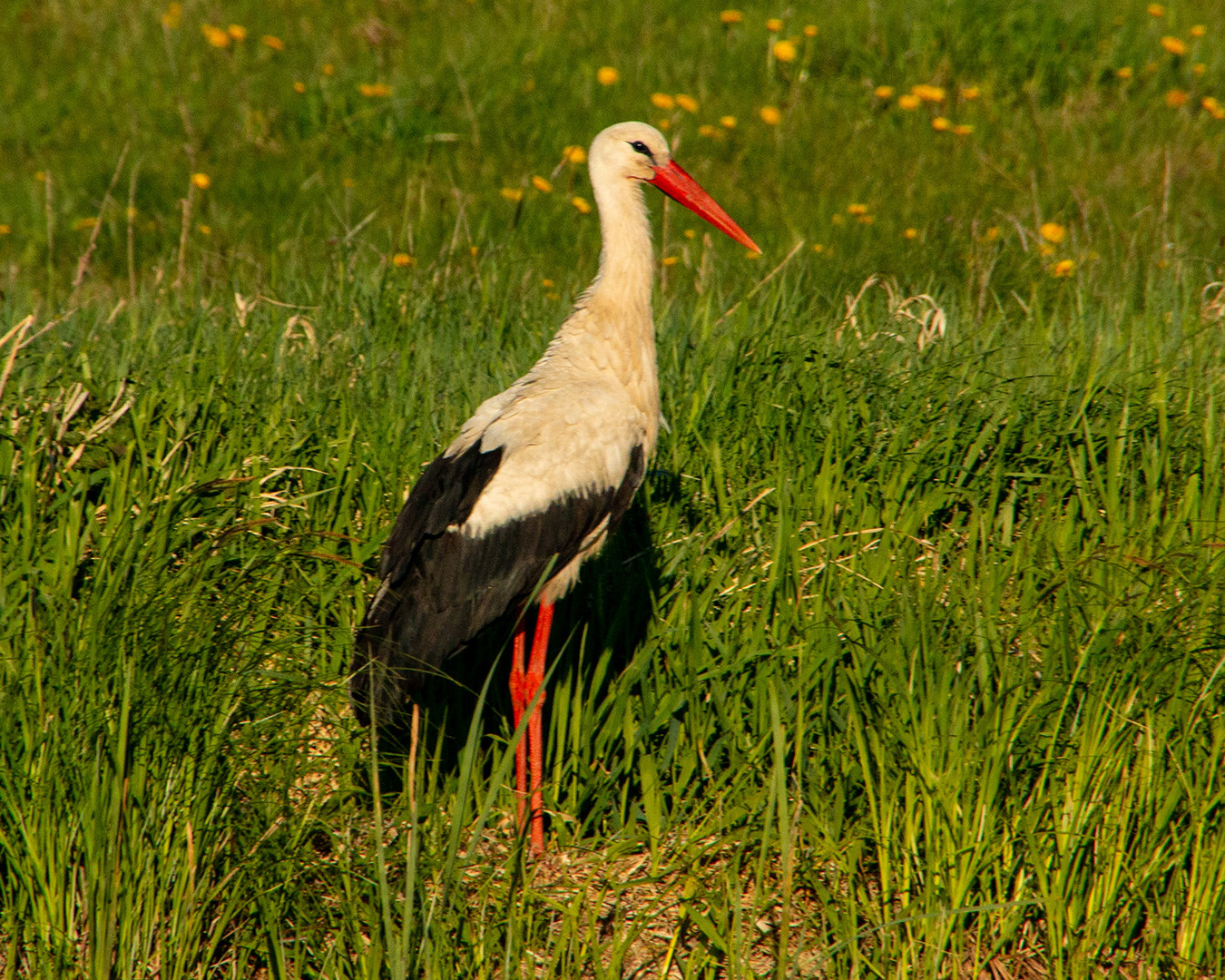 Der Storch