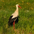 Der Storch