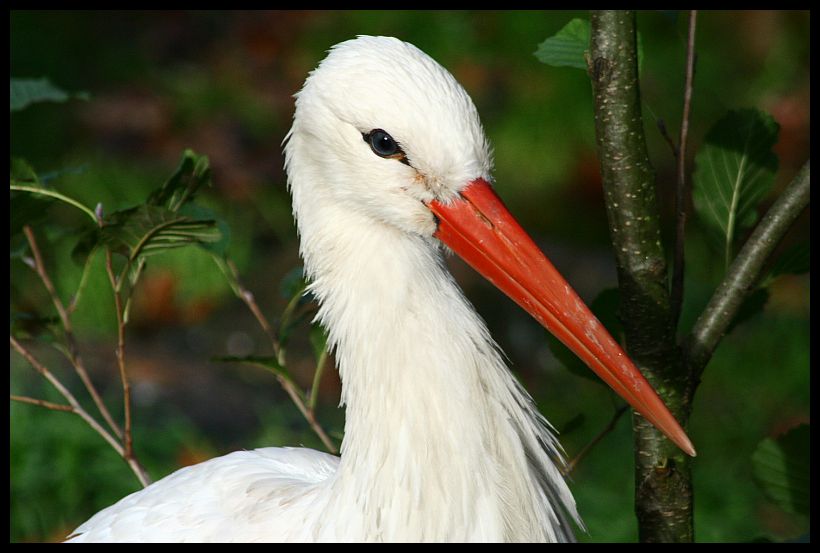 Der Storch