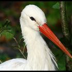 Der Storch