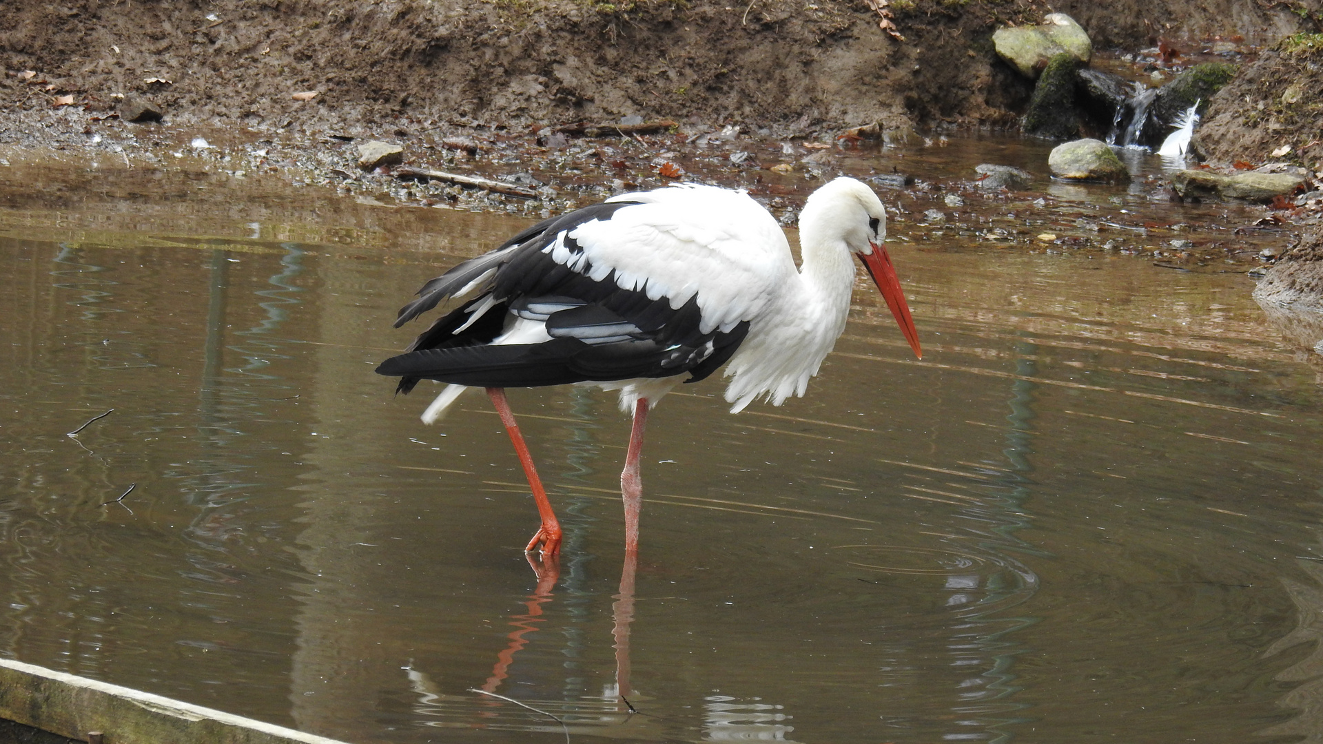 der Storch