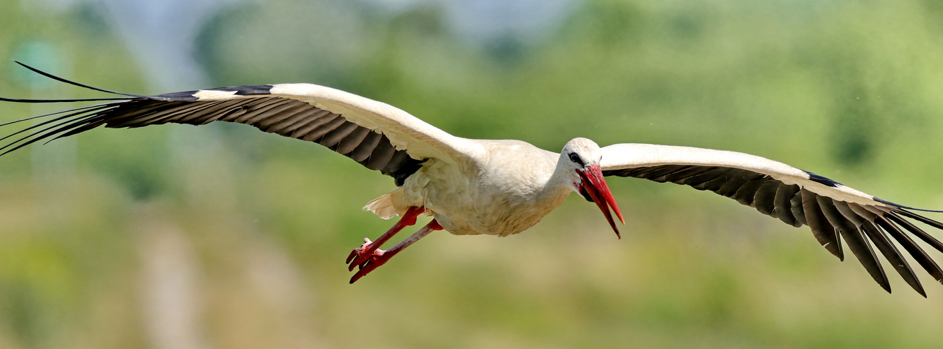 Der Storch ....