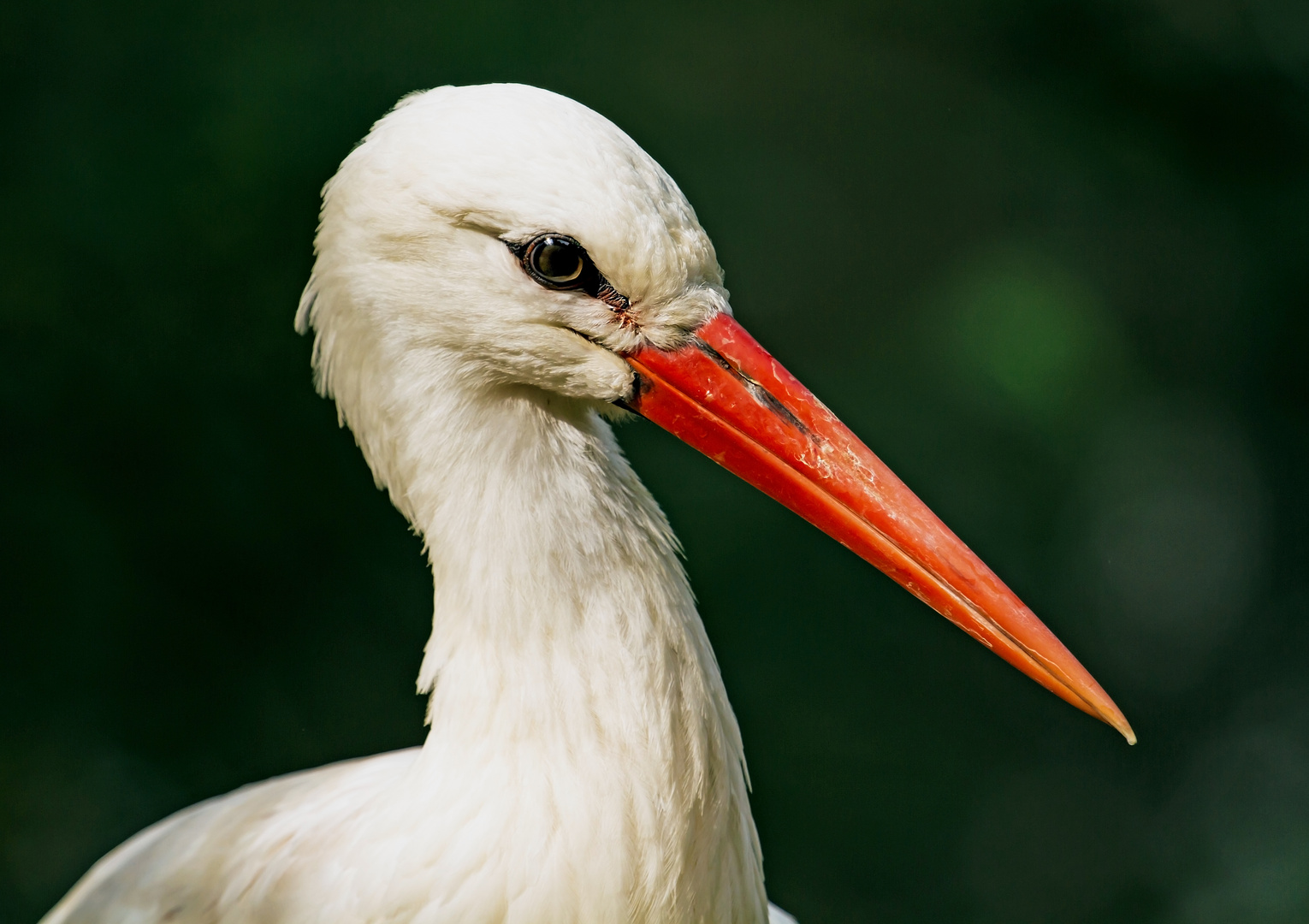 der storch......