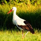 Der Storch 