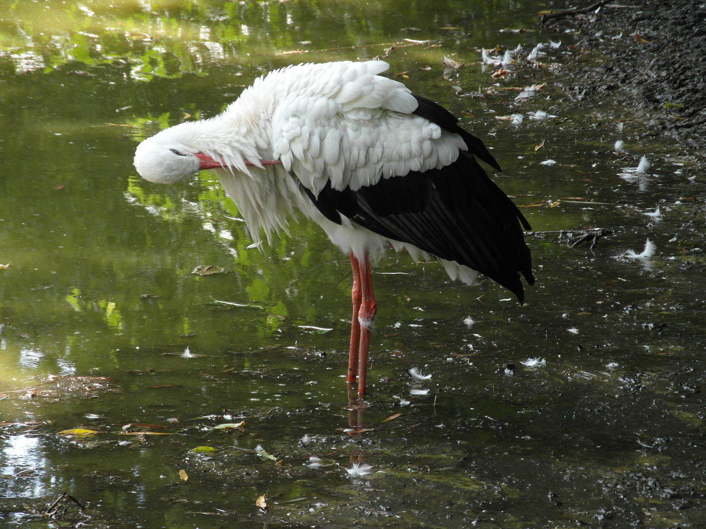 Der Storch.