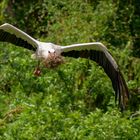 Der Storch