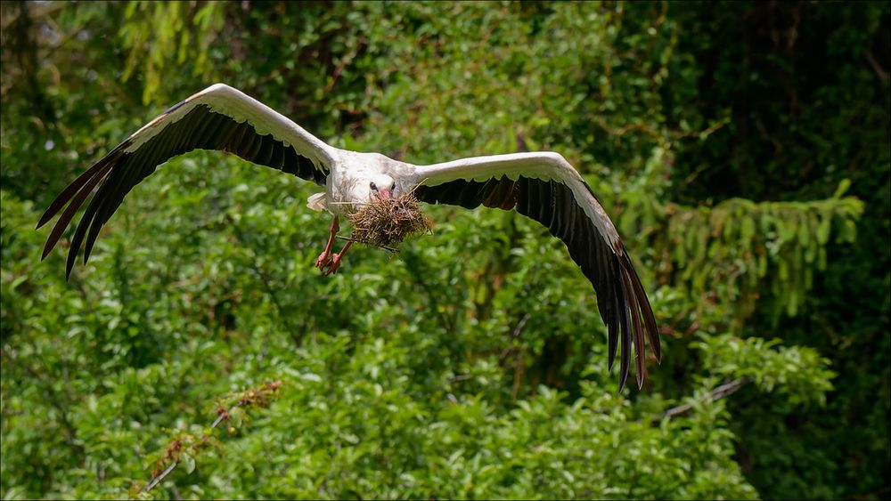 Der Storch