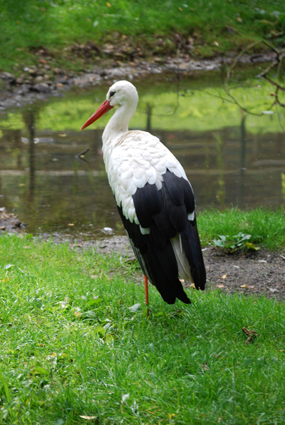 Der storch