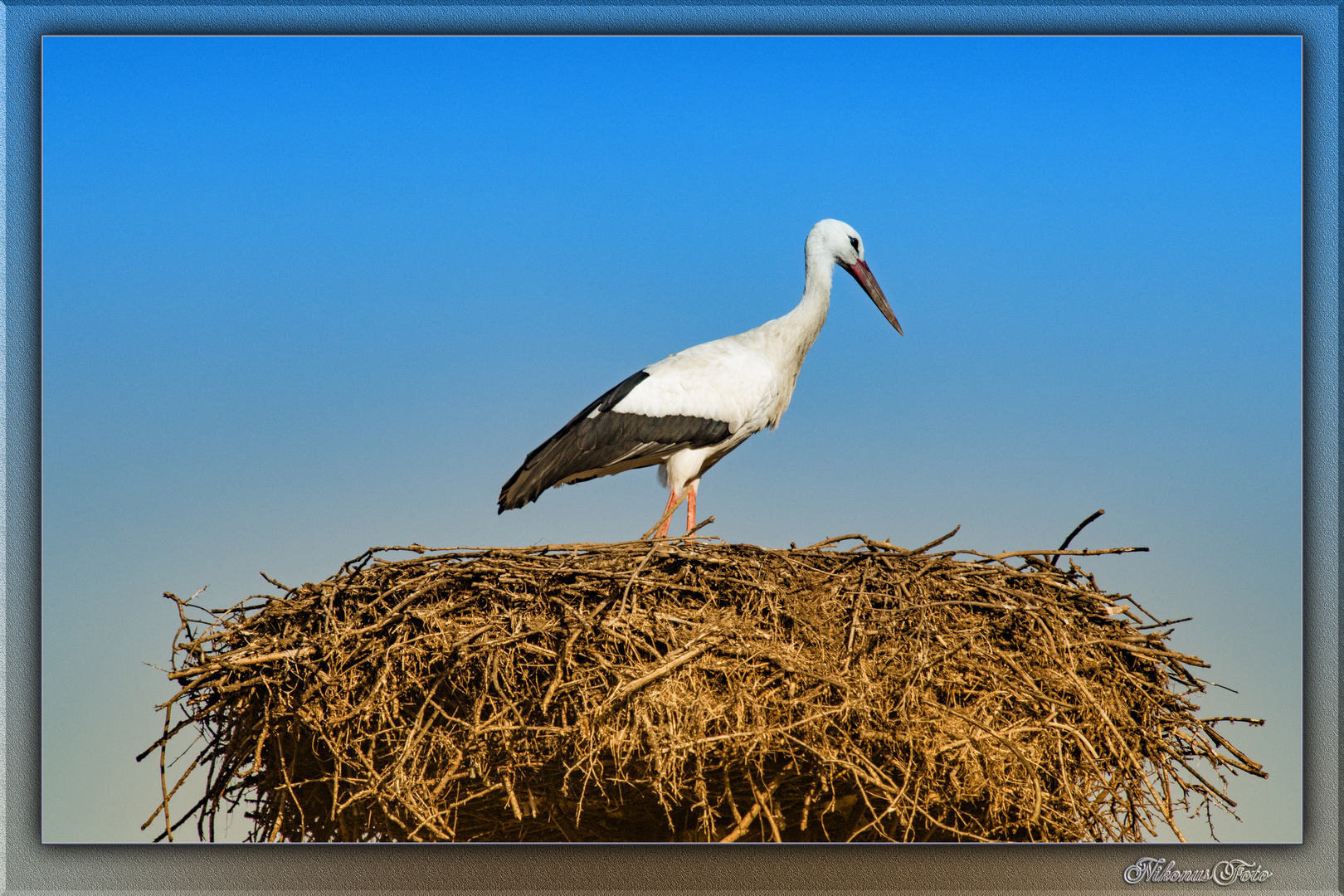 der Storch