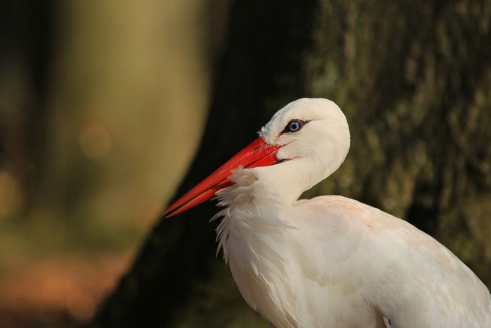 Der Storch