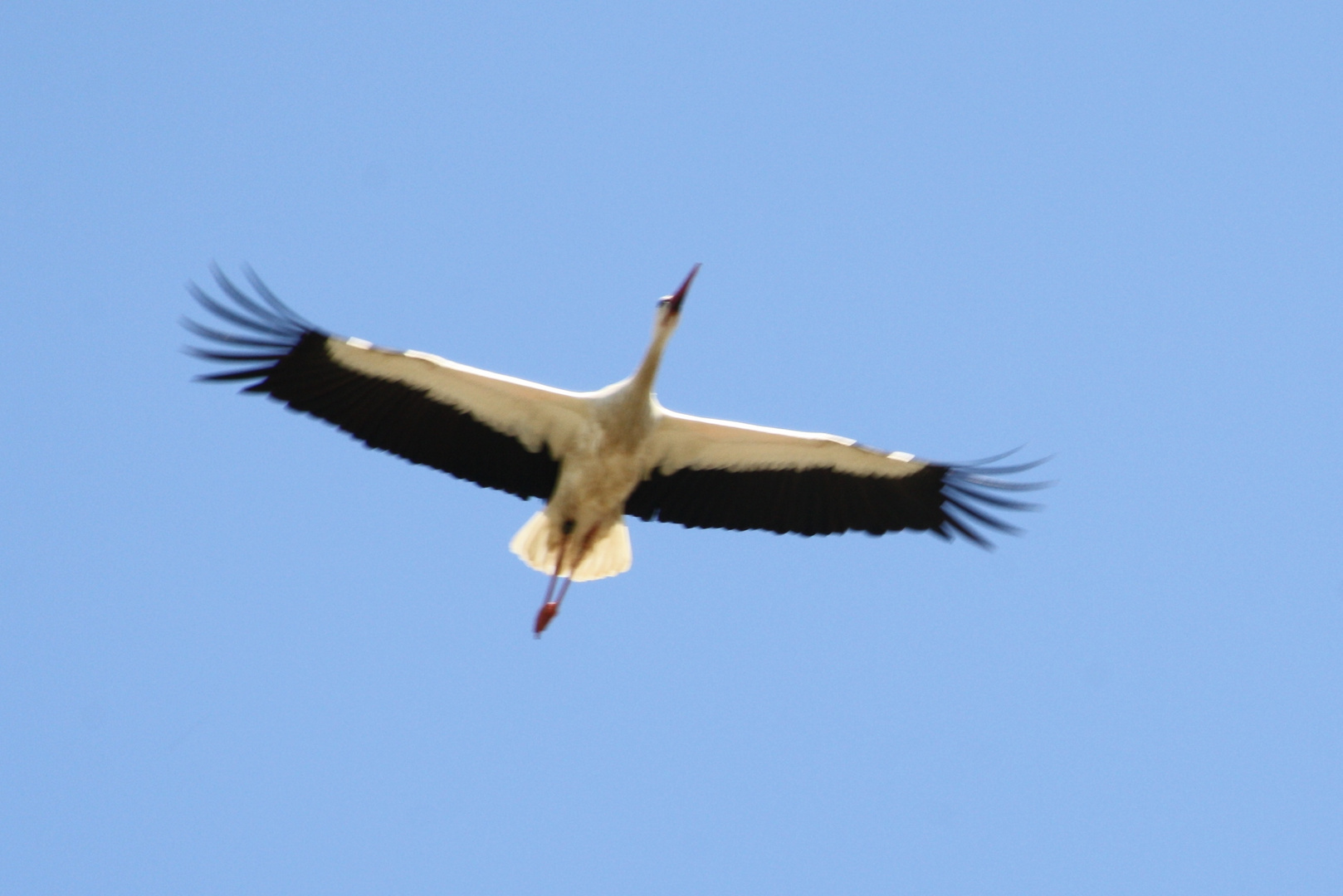 Der Storch