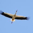 Der Storch