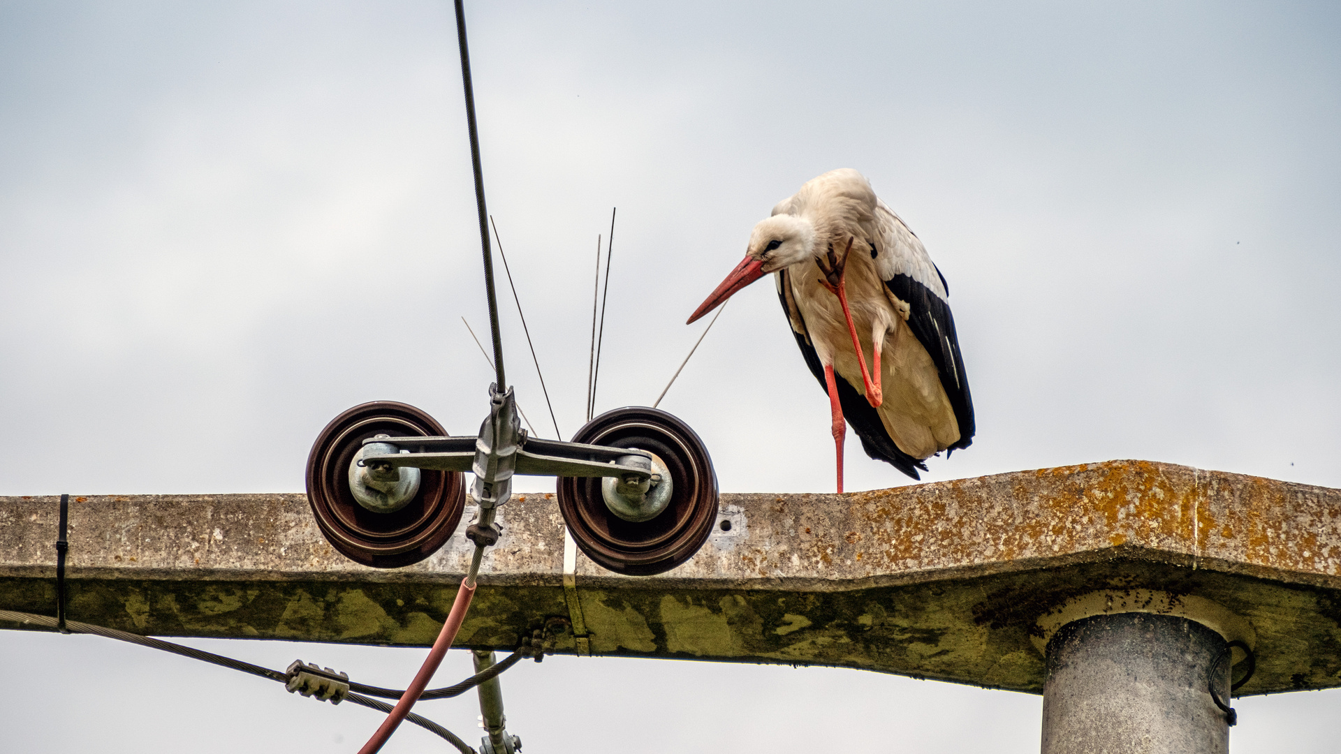 Der Storch am Strom