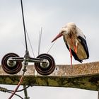 Der Storch am Strom