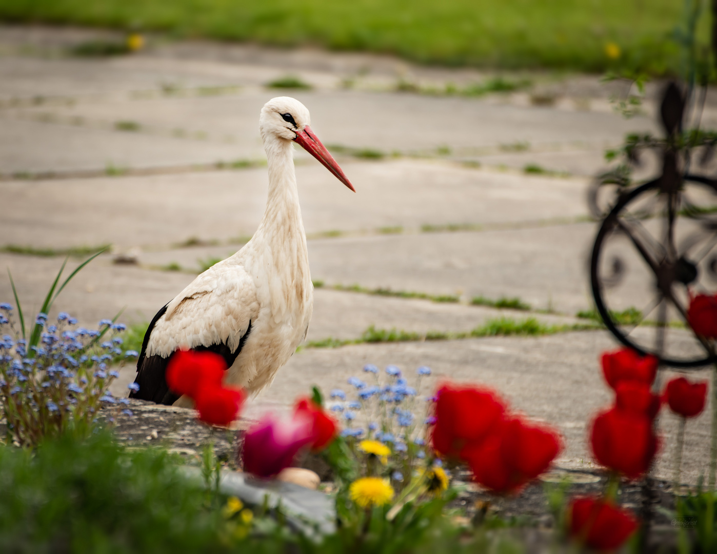 Der Storch am Tulpenbeet.