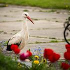 Der Storch am Tulpenbeet.