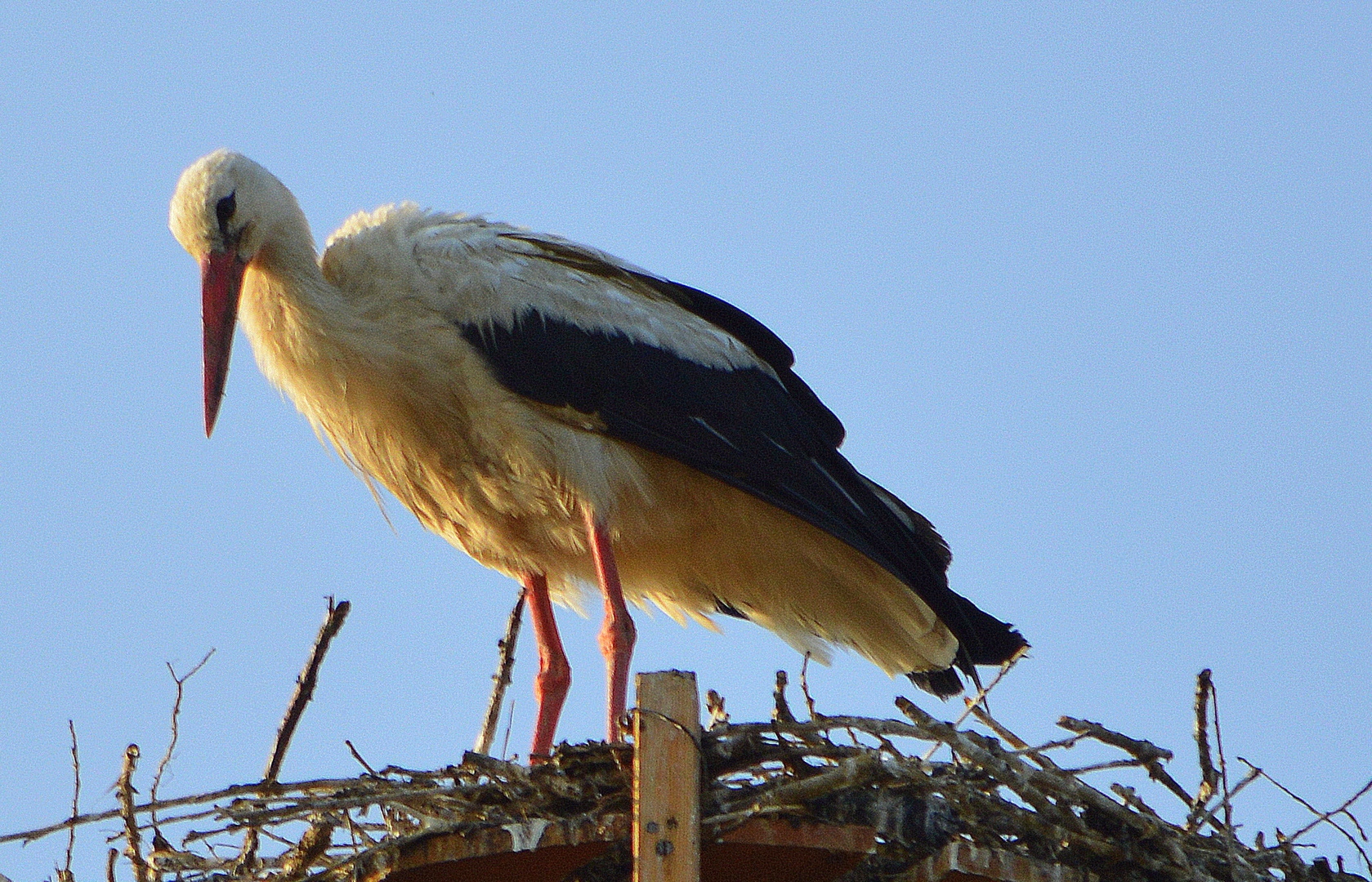 Der Storch auf dem Dach