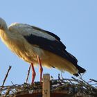 Der Storch auf dem Dach