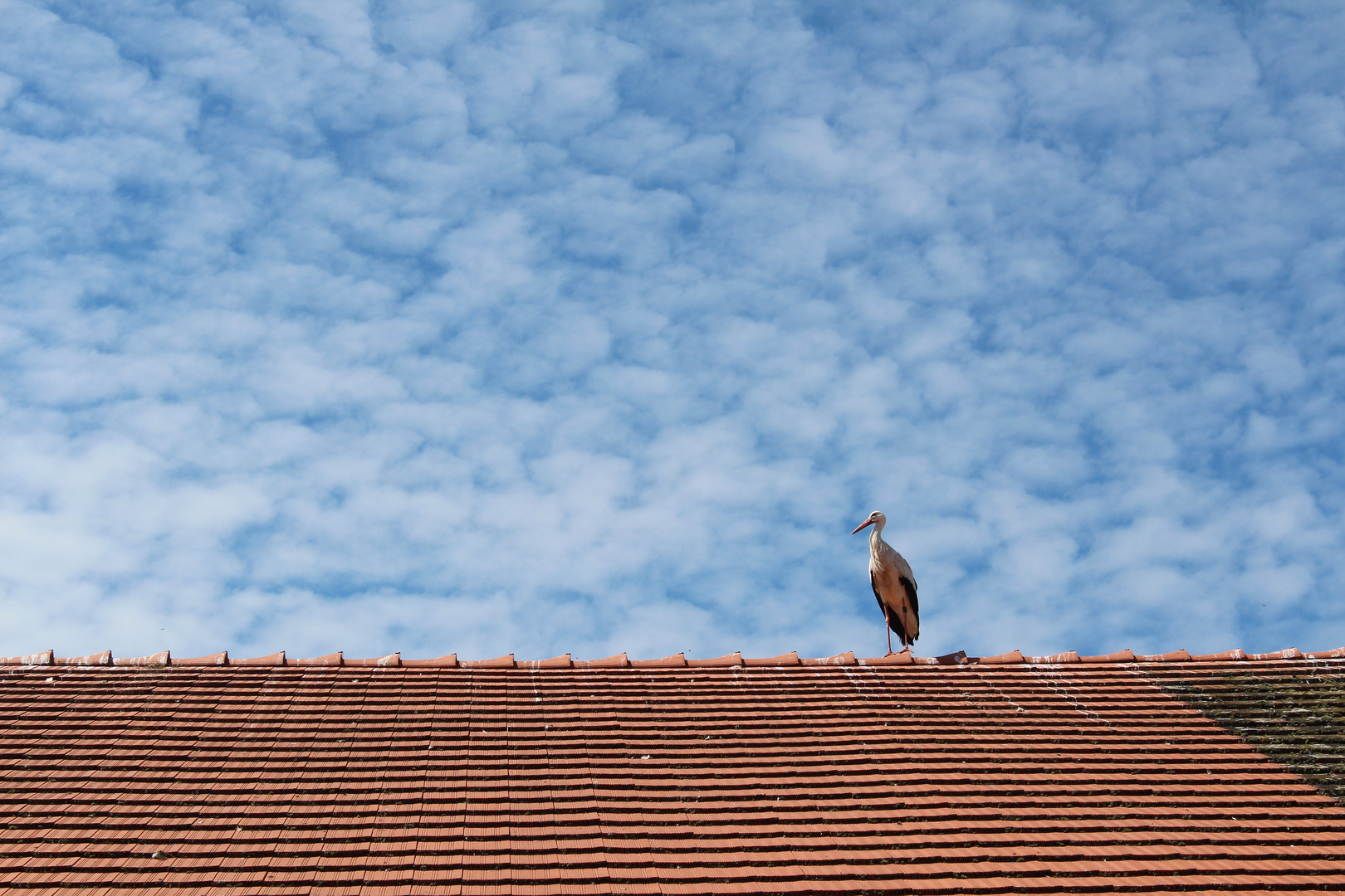 Der Storch auf dem Dach