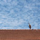 Der Storch auf dem Dach