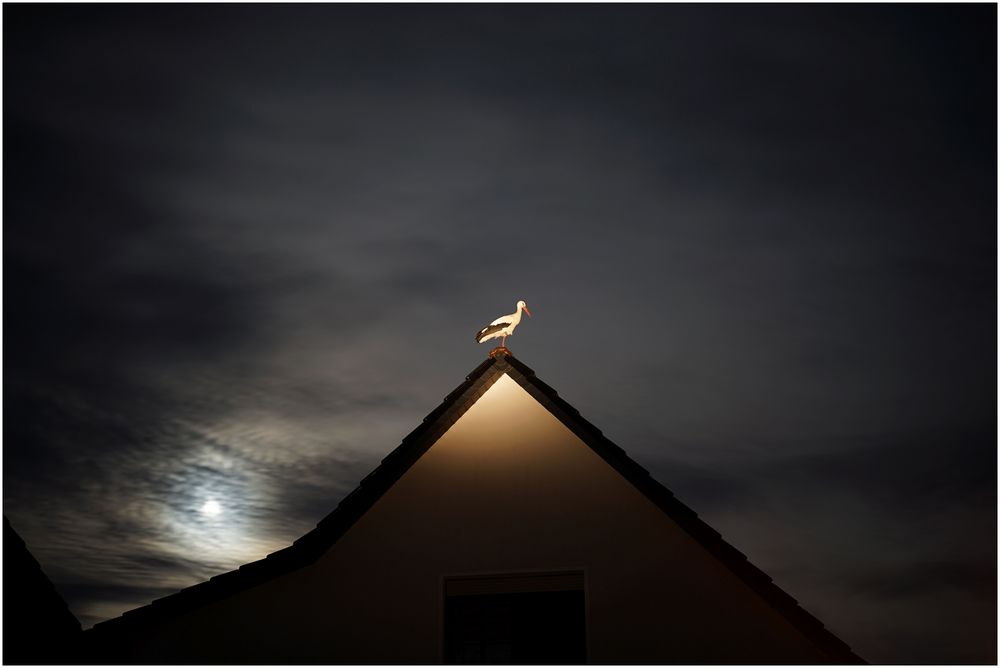 Der Storch auf dem Dach