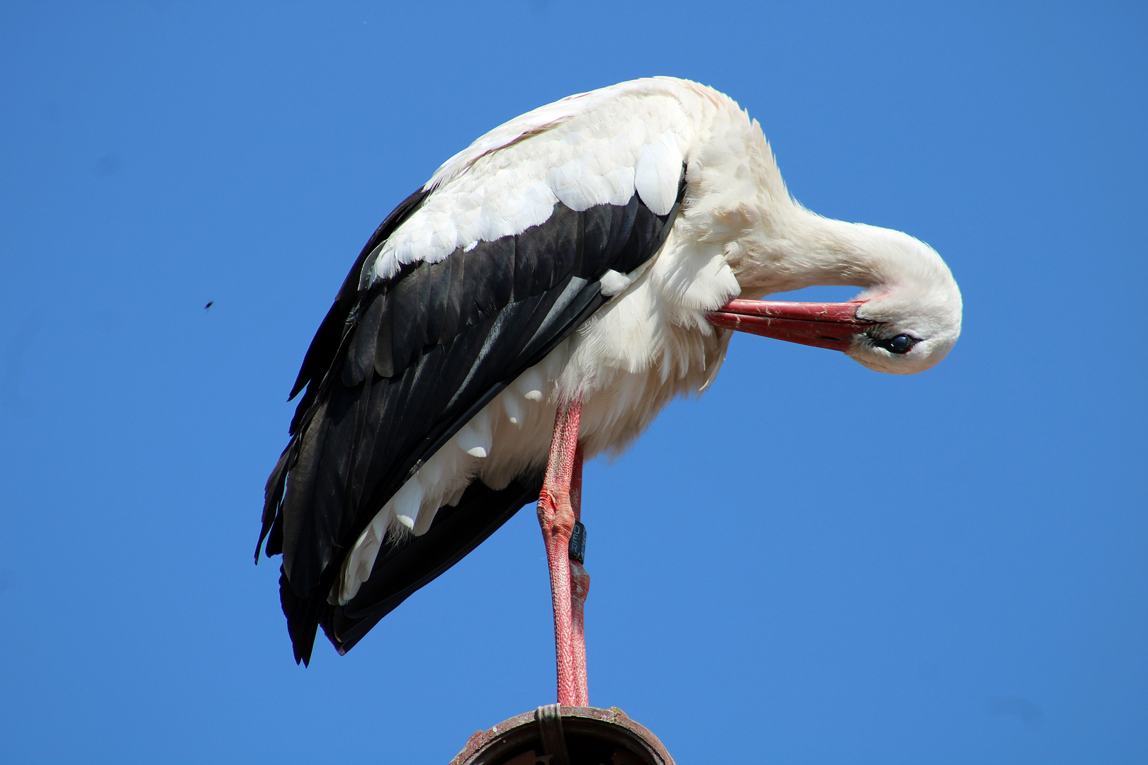 Der Storch auf dem Dach beim Putzen .