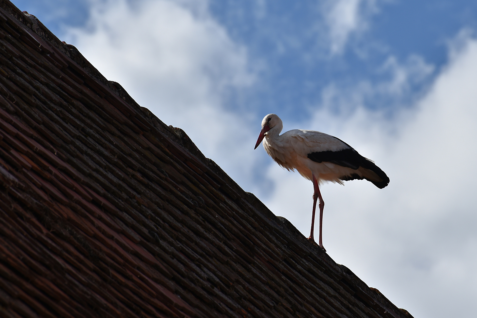 der Storch auf dem Dach