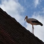 der Storch auf dem Dach