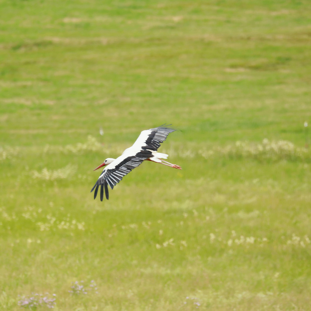 Der Storch auf dem Dorf