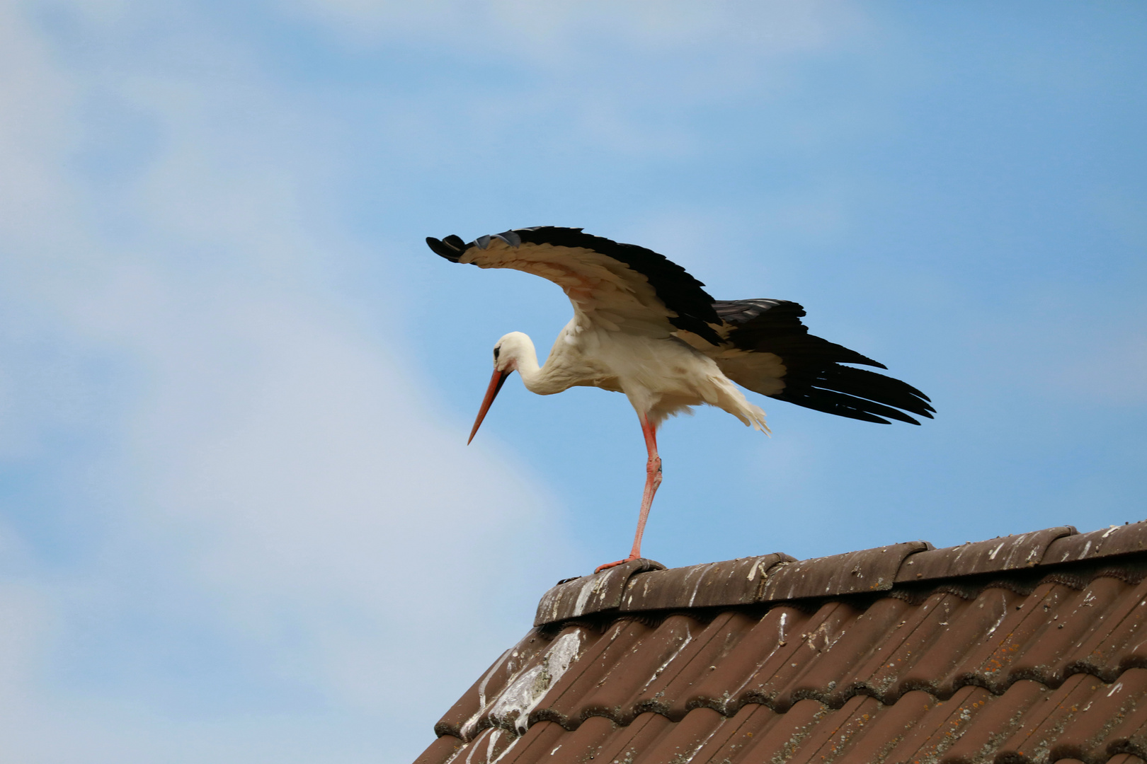 Der Storch auf dem Dorf