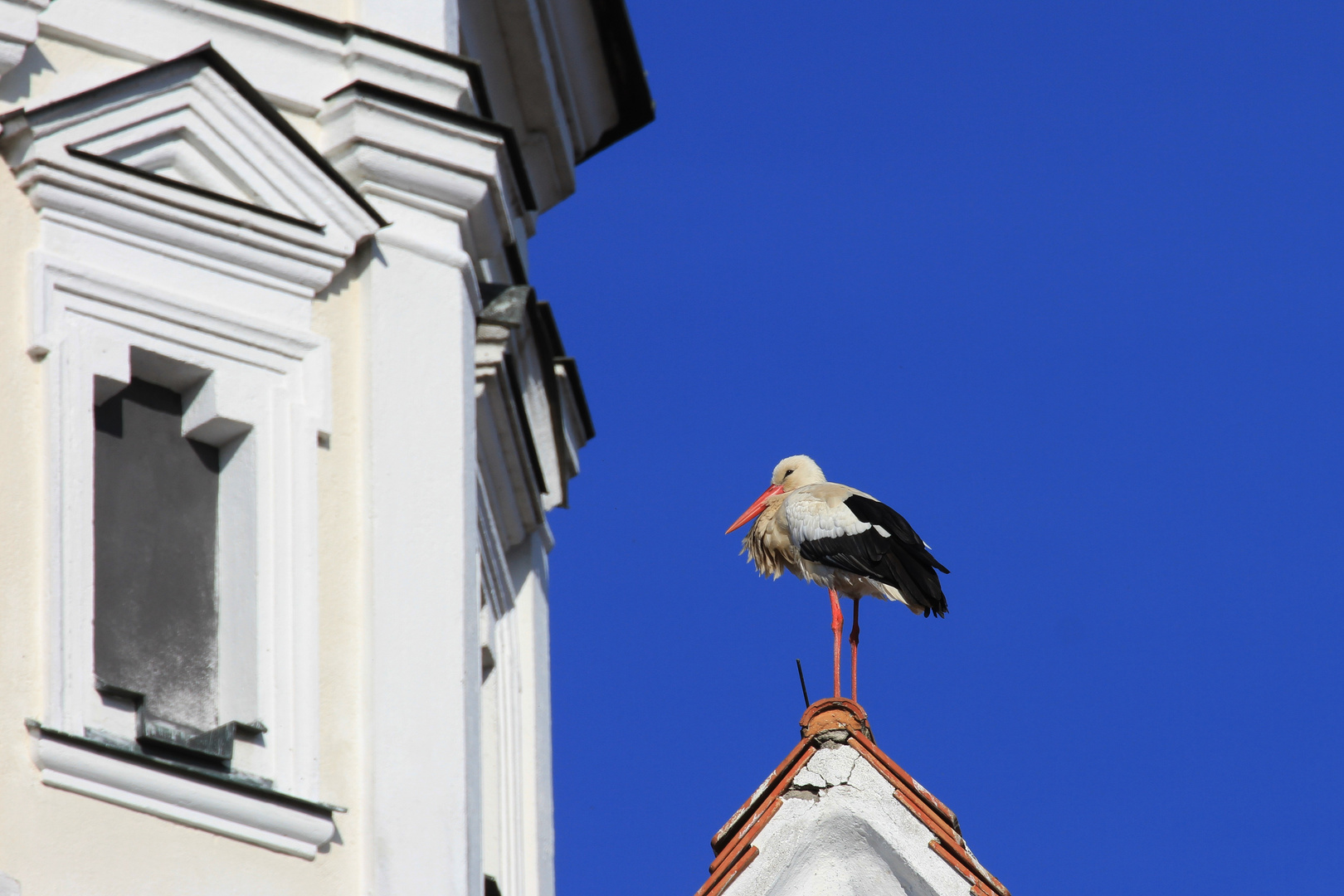 Der Storch auf dem Kirchendach