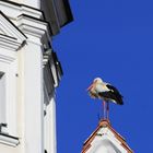 Der Storch auf dem Kirchendach