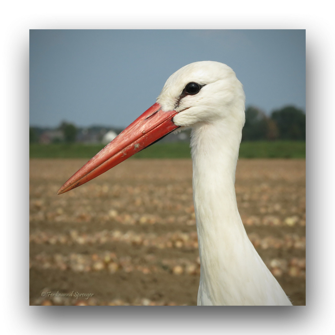 der Storch auf dem Zwiebelfeld