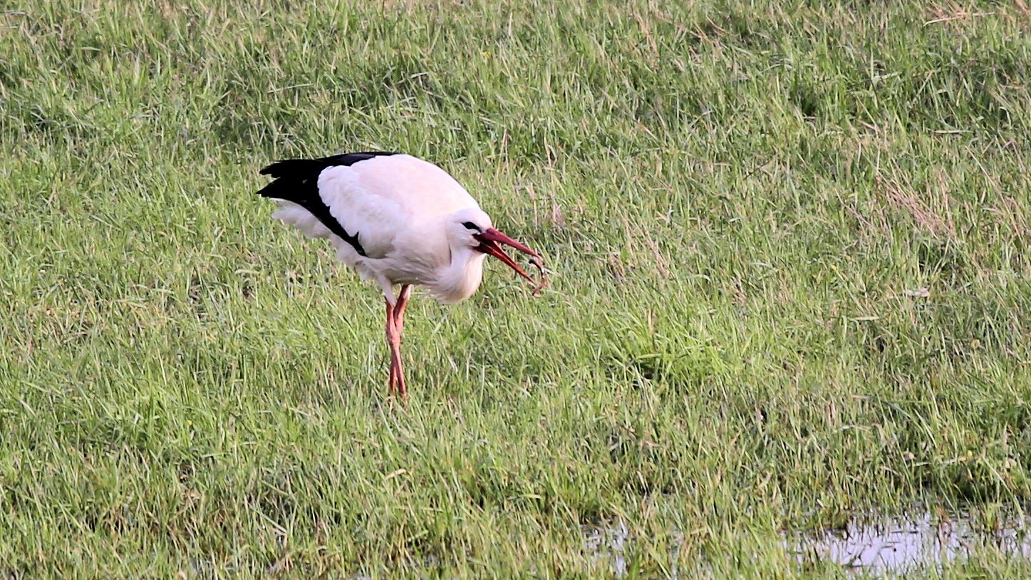 Der Storch auf Futtersuche,