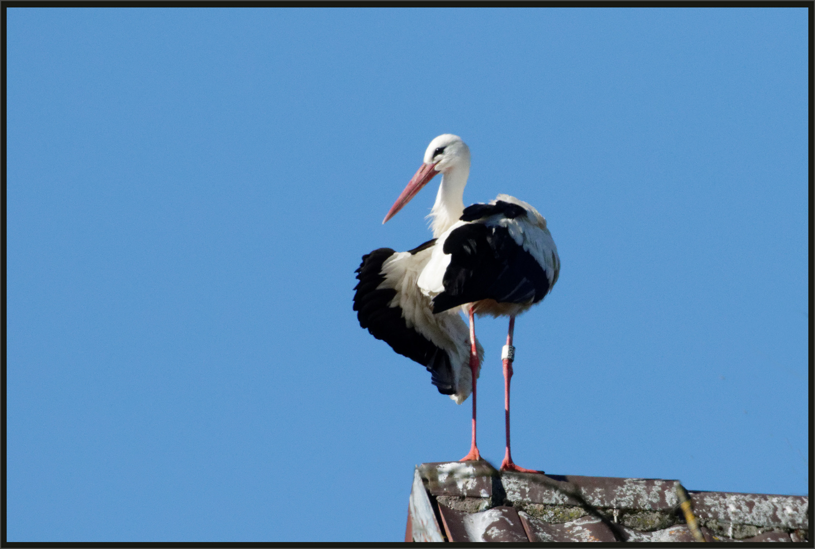 Der Storch auf Nachbars Dach