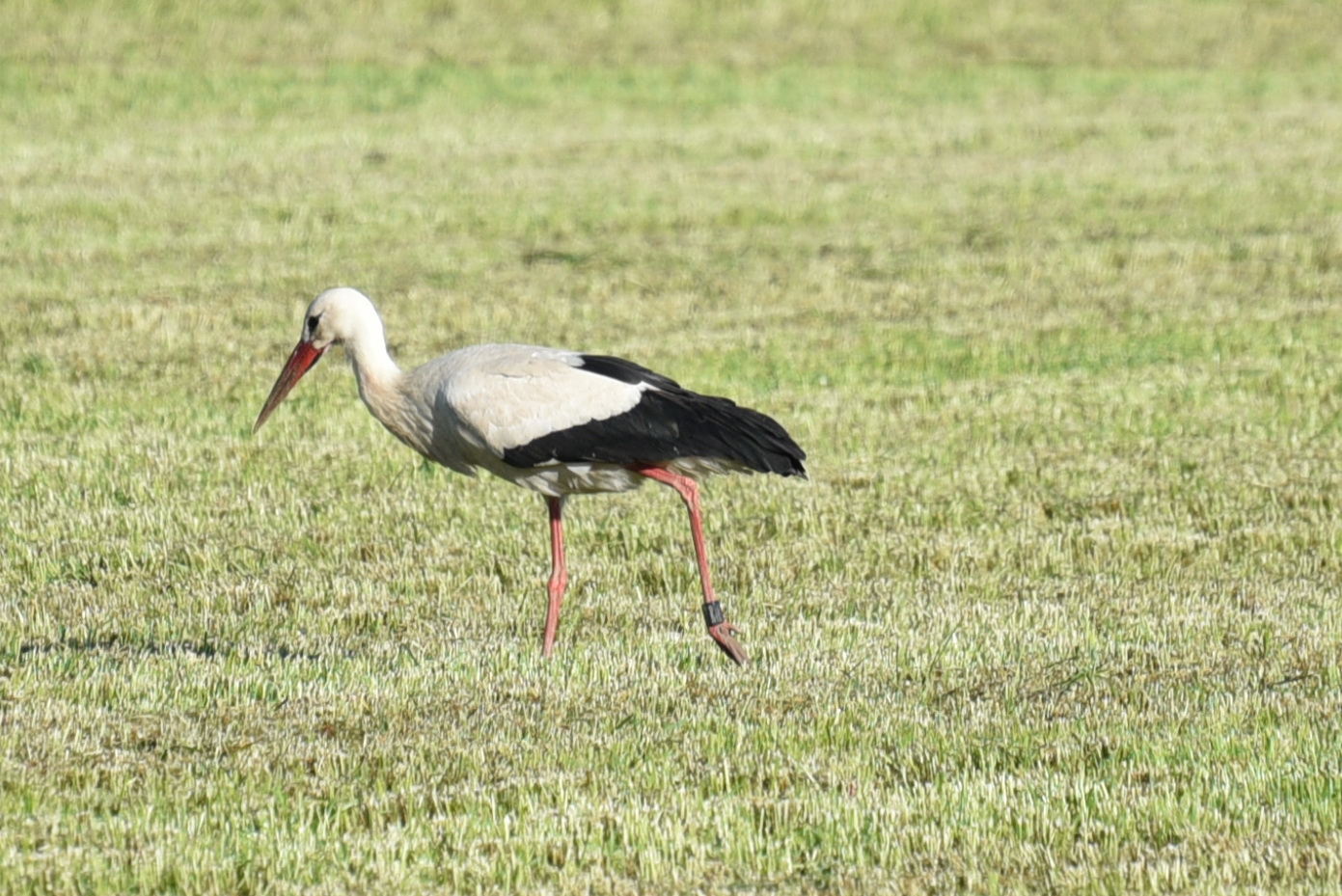 der Storch auf Nahrungssuche