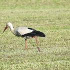 der Storch auf Nahrungssuche