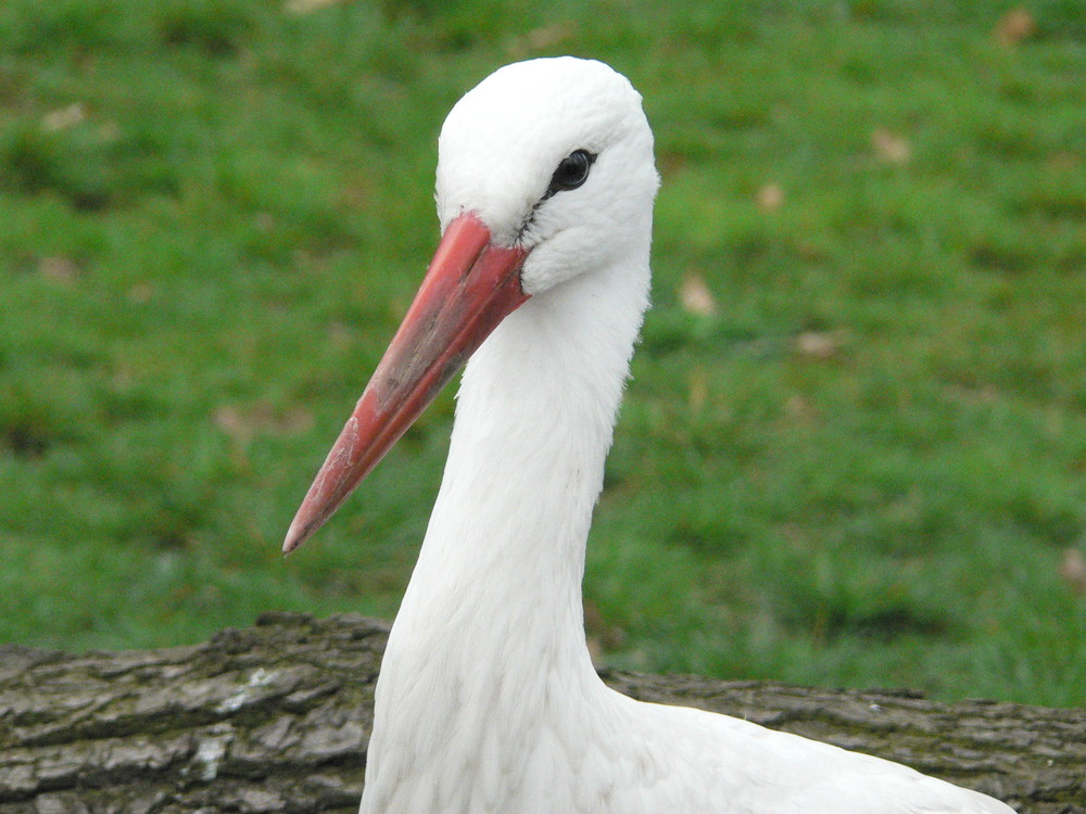 Der Storch aus dem Berliner-Zoo