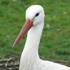 Der Storch aus dem Berliner-Zoo