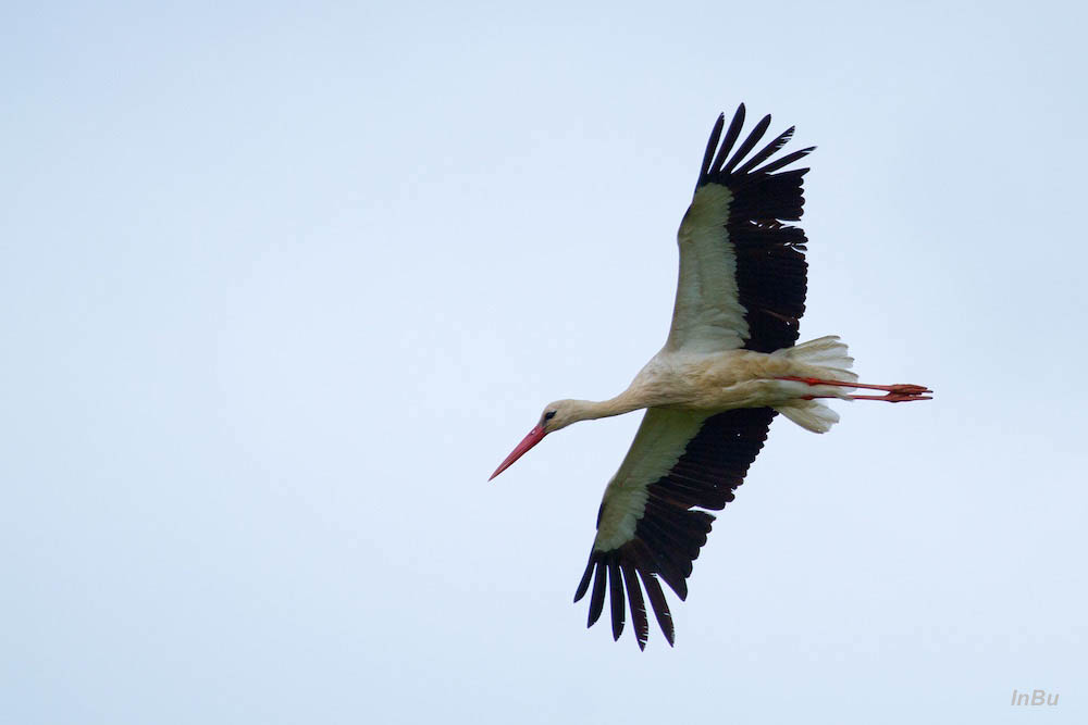 der Storch