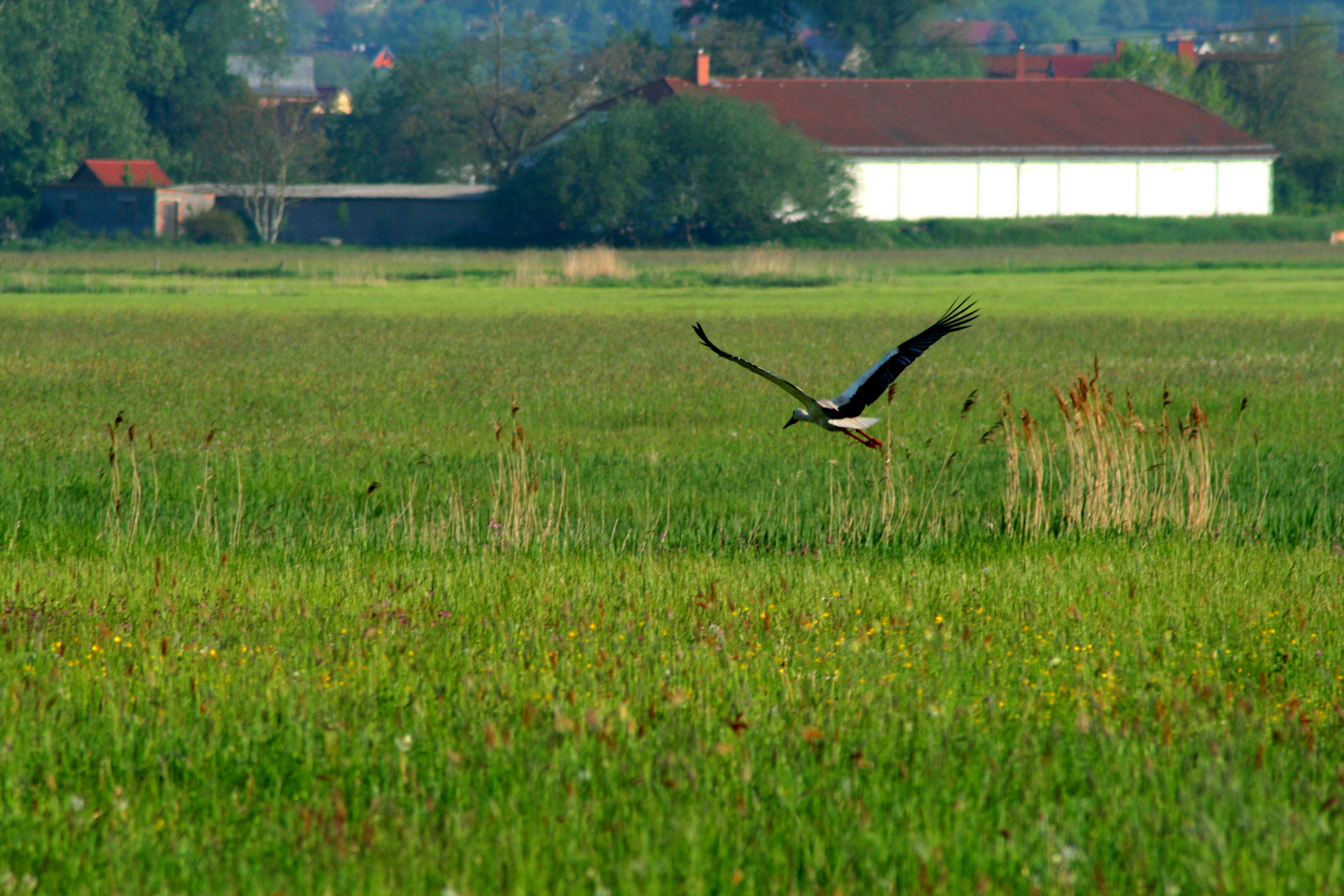 DER STORCH