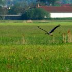 DER STORCH