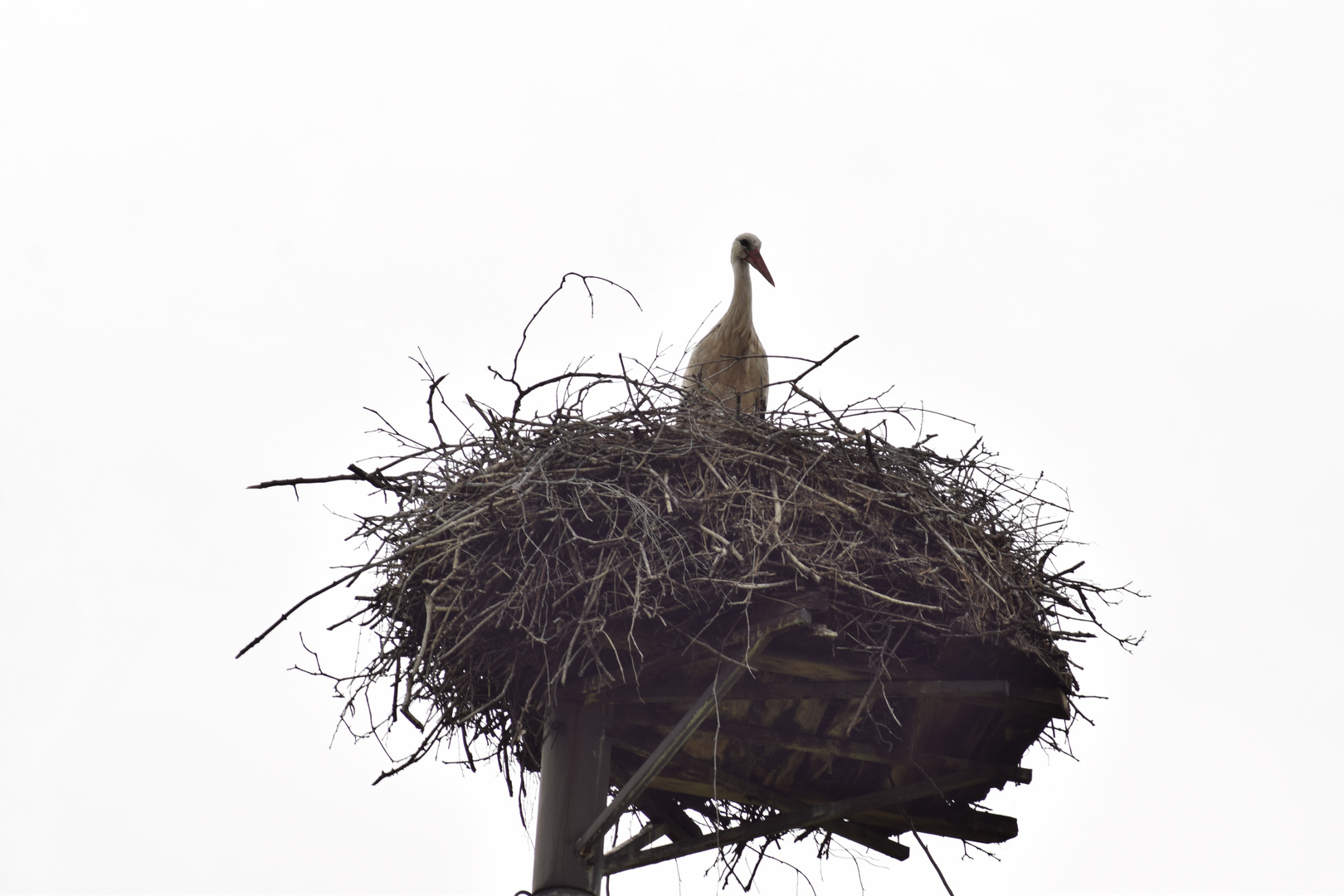 Der Storch