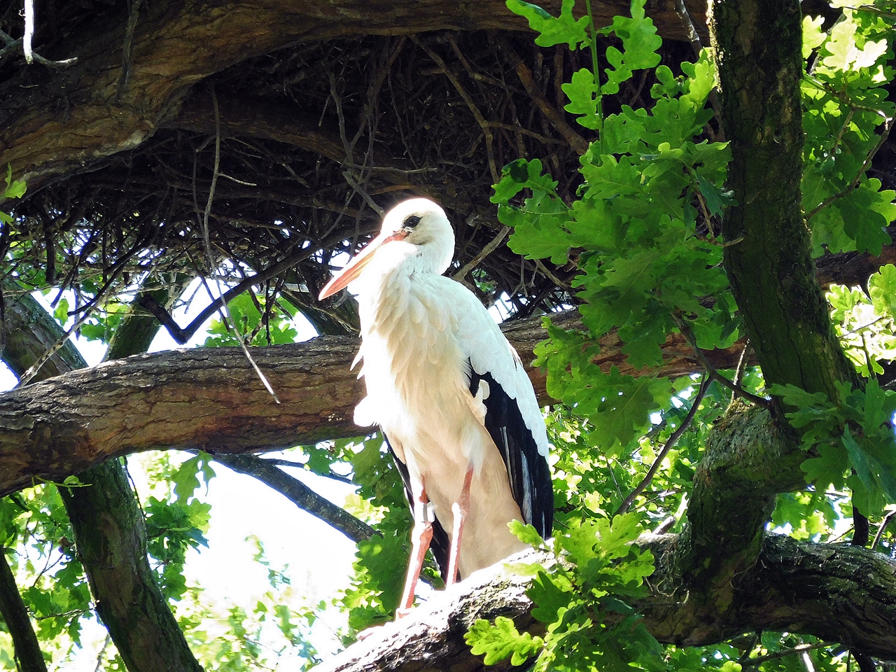 der Storch