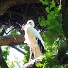 der Storch