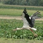 Der Storch beim Dorf