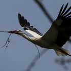 Der Storch bessert sein Nest aus